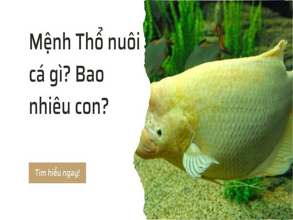 Người mệnh thổ nên nuôi bao nhiêu con cá? Mệnh Thổ nuôi cá gì?