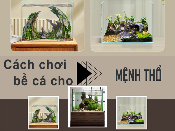 Cách đặt bể cá phù hợp với phong thủy của người mệnh Thổ - Mệnh Thổ nuôi cá gì?