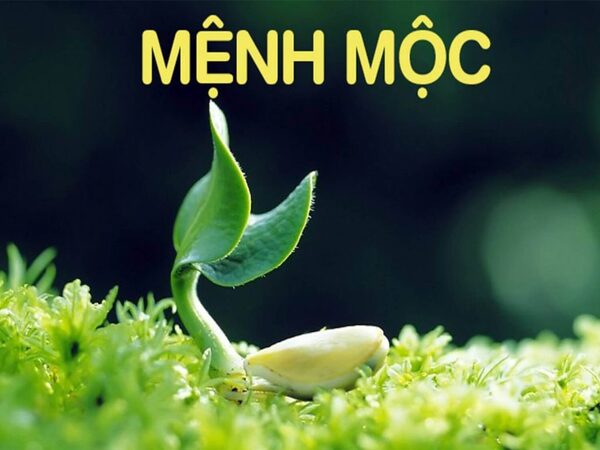 Khái quát về tính cách và cuộc đời của người mệnh Mộc - mệnh mộc nuôi cá gì?