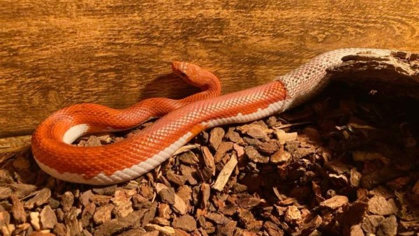 Rắn Corn Snake khi lột xác