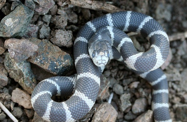 Rắn vua California (Lampropeltis californiae)