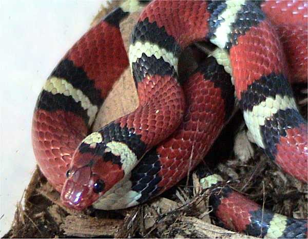 Rắn vua đỏ (Lampropeltis elapsoides)