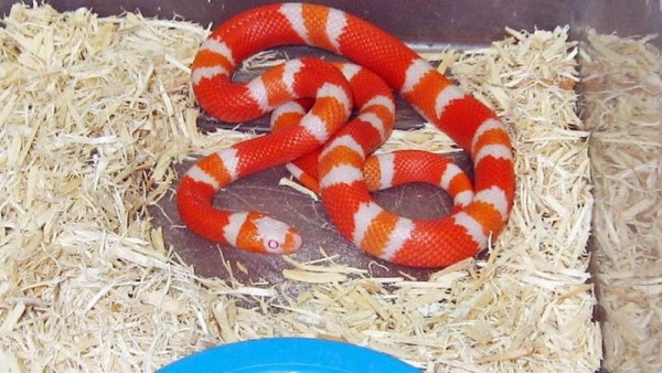 Rắn vua sữa (Lampropeltis triangulum)