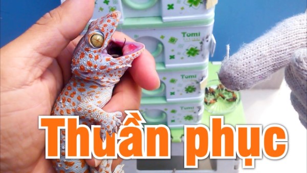 Cách thuần hóa tắc kè - Tắc kè có độc không?