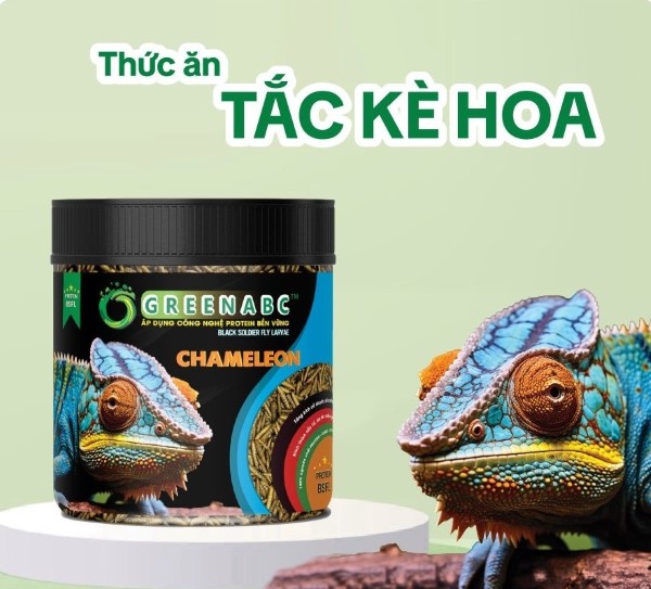 Tắc kè hoa ăn gì? Thức ăn khô cho tắc kè hoa