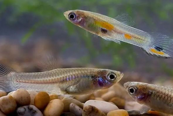 Giai đoạn phát triển của cá Guppy con