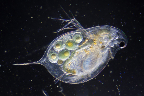 Luân trùng – Daphnia