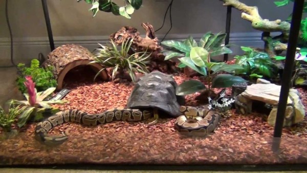 Cách nuôi trăn Ball Python vào mùa lạnh