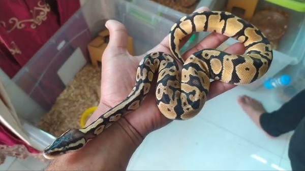 Tiêu chuẩn để lựa chọn trăn bóng Ball Python làm giống