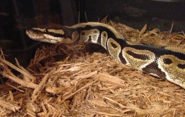 Cách tạo lớp lót nền khi nuôi Trăn Ball Python