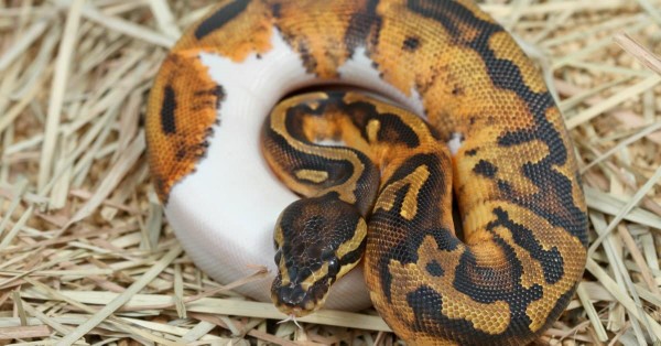 Chăm sóc trăn bóng Ball Python khi thay da/lột xác