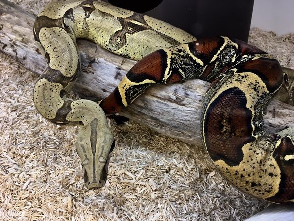 Môi trường sống của trăn đuôi đỏ - Red Tail Boa