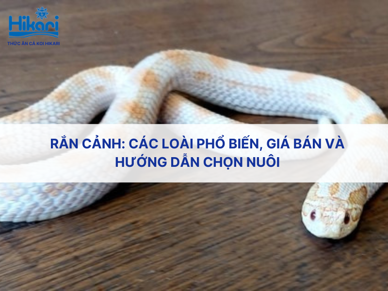 Rắn cảnh: các loài phổ biến, giá bán và hướng dẫn chọn nuôi