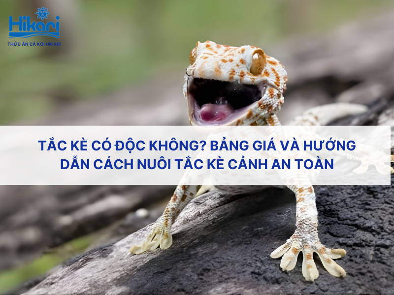 Tắc kè có độc không? Bảng giá và hướng dẫn cách nuôi tắc kè cảnh an toàn