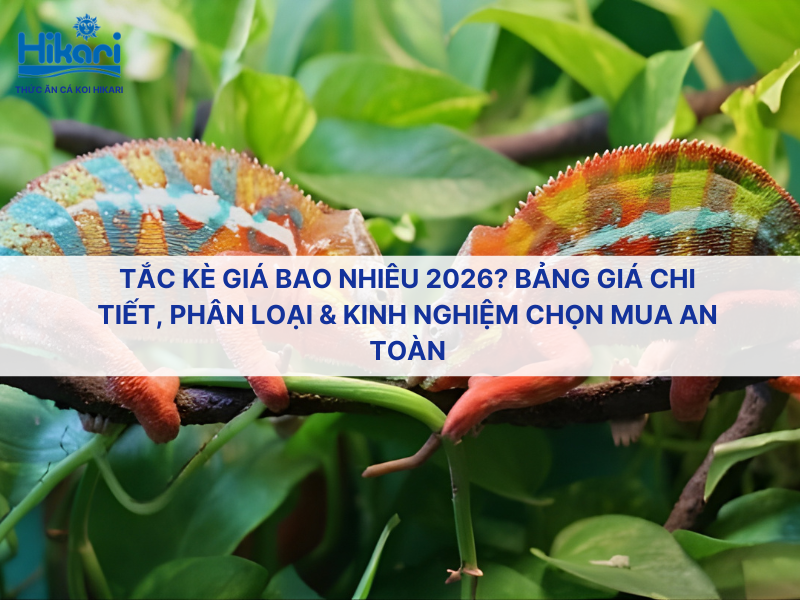 Tắc kè giá bao nhiêu 2026? Bảng giá chi tiết, Phân loại & Kinh nghiệm chọn mua an toàn