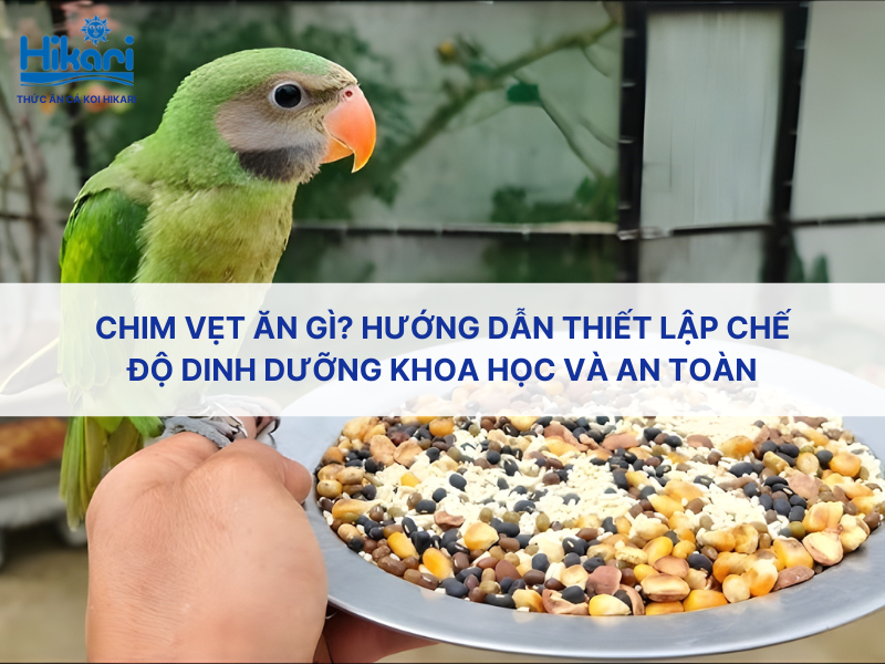 Trang chủ 25 Chim vẹt ăn gì? Hướng dẫn thiết lập chế độ dinh dưỡng khoa học và an toàn