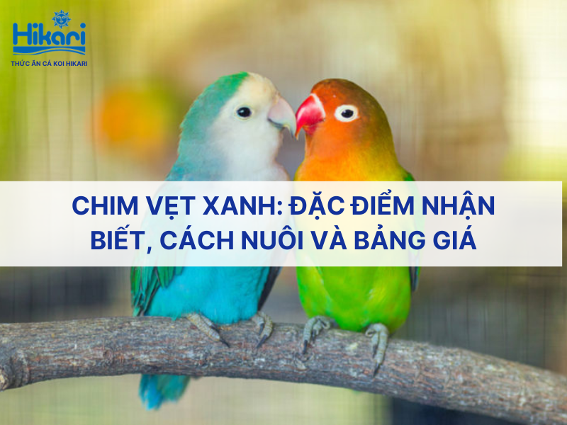 Chim vẹt xanh: Đặc điểm nhận biết, cách nuôi và bảng giá [2026]
