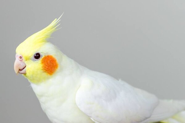 Vẹt cockatiel có nguồn gốc từ Úc