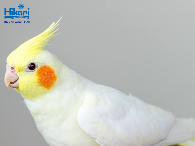 Vẹt Cockatiel đến từ Úc, thuộc họ vẹt mào và là loài chim cảnh vô cùng phổ biến trên toàn thế giới