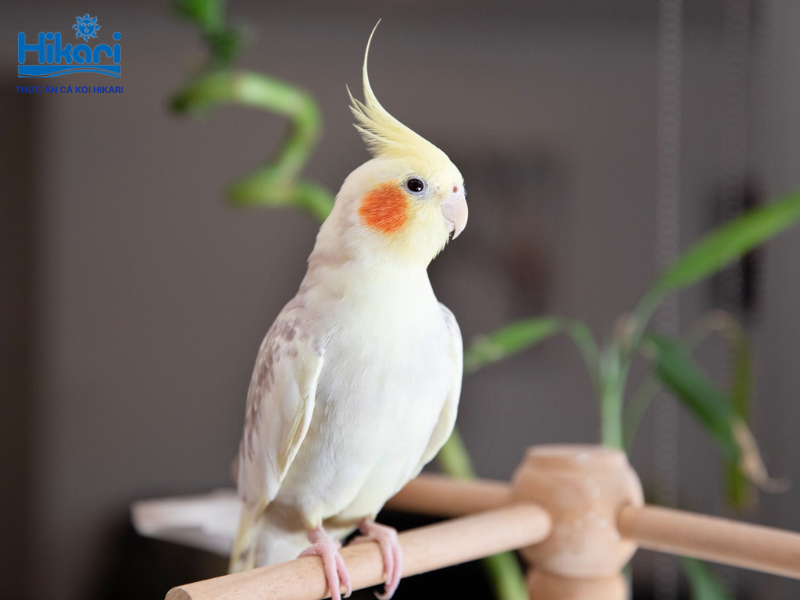 Vẹt Cockatiel quấn chủ, biểu cảm sinh động qua mào và sở hữu tài huýt sáo, bắt chước âm thanh cực kỳ ấn tượng