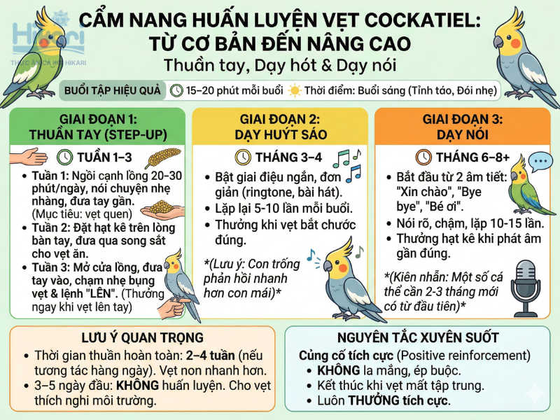 Huấn luyện vẹt Cockatiel qua ba giai đoạn giúp chim thuần người, biết huýt sáo và nói chuyện hiệu quả