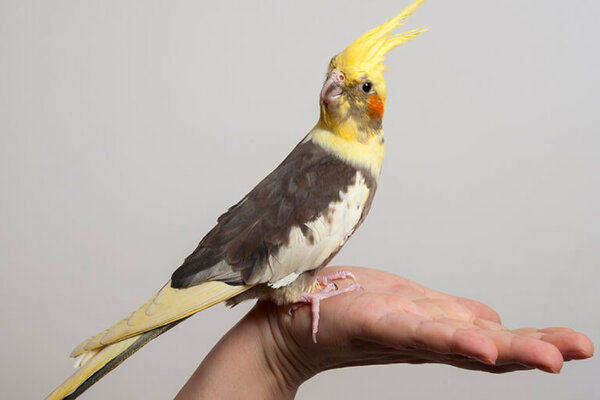 Vẹt Cockatiel ăn các loại hạt, trái cây