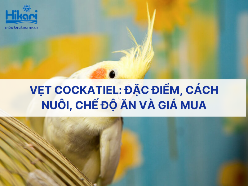 Vẹt Cockatiel: Đặc điểm, cách nuôi, chế độ ăn và giá mua tại Việt Nam