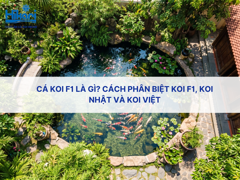 Cá koi F1 là gì? Cách phân biệt koi F1, koi Nhật và koi Việt