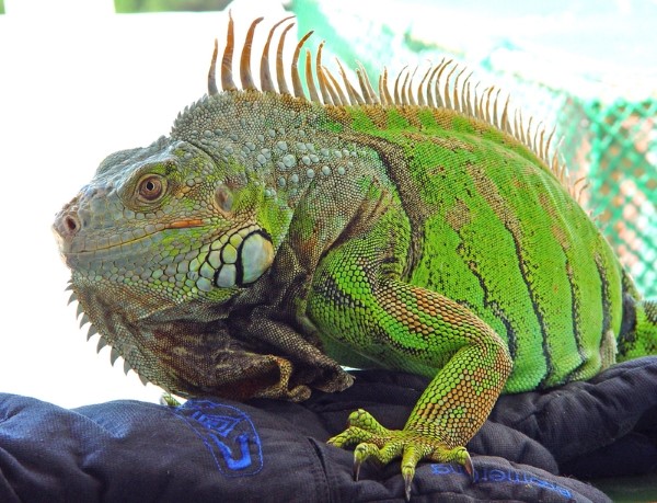 Rồng Nam Mỹ (Iguana)