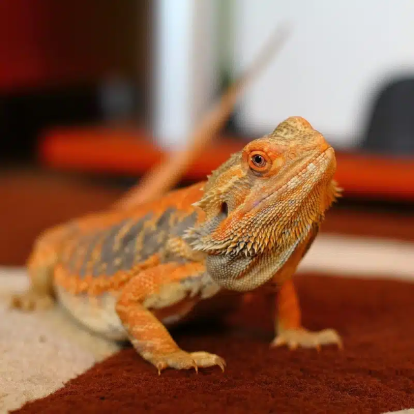 Rồng Gai Úc (Bearded Dragon) thuộc nhóm các loài bò sát ở Việt Nam