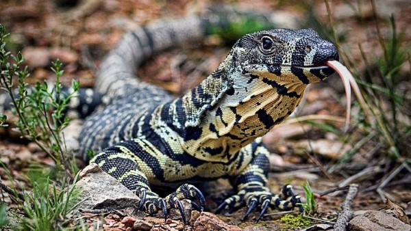 Kỳ đà cảnh (Lace monitor)