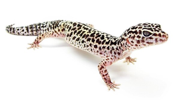 Thằn lằn Da Báo Leopard Gecko