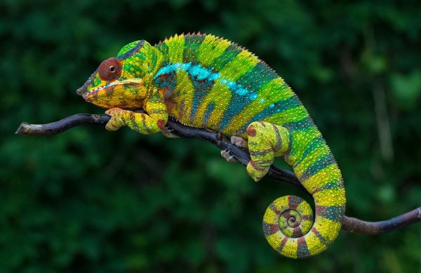 Tắc kè hoa (Chameleon)