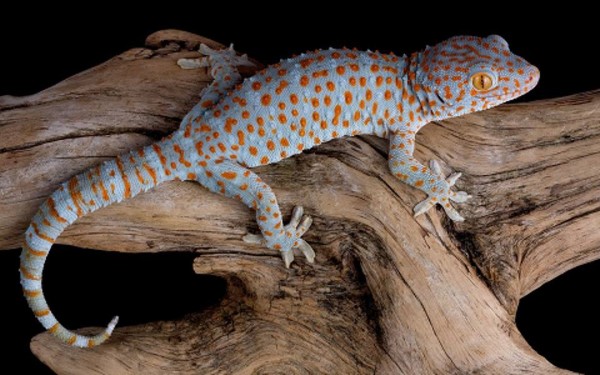 Thằn Lằn Tokay (Gekko gecko)