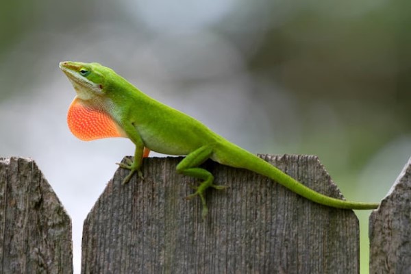 Thằn Lằn Nhện (Anolis carolinensis)