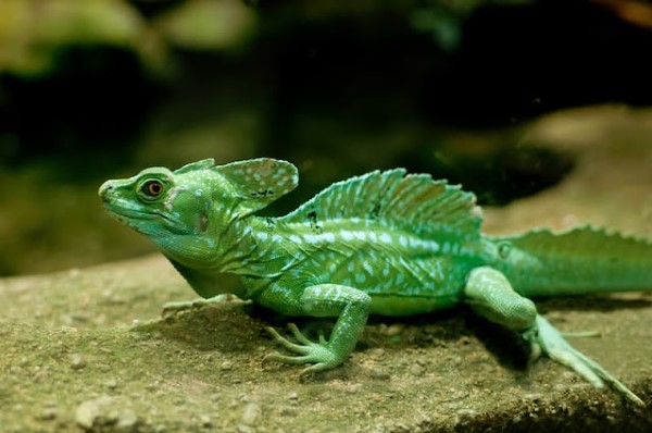 Thằn Lằn Mã Sáo (Basiliscus basiliscus)