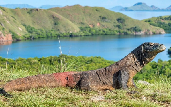 Thằn Lằn Komodo (Varanus komodoensis)