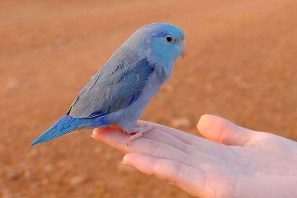 Vẹt parrotlet