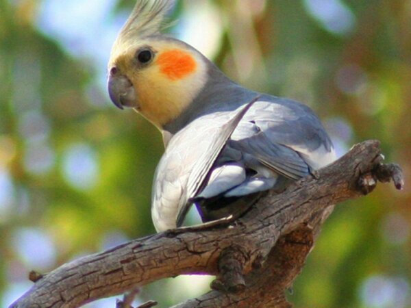 Vẹt Cockatiel