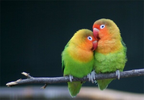 Vẹt Lovebird