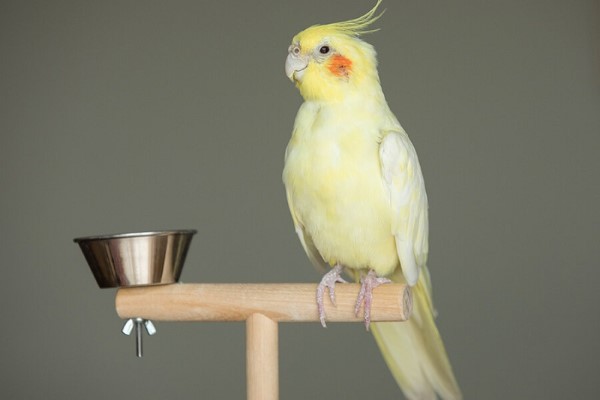 Vẹt Cockatiel