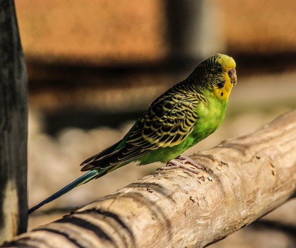 Vẹt Budgerigar