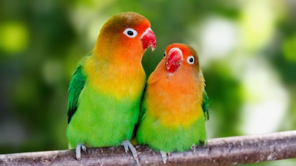 Vẹt Lovebird – vẹt uyên ương