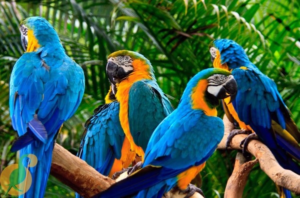 Vẹt Macaw – chim vẹt đuôi dài