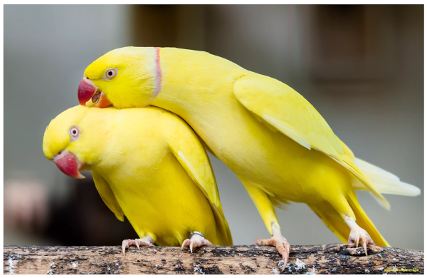 Vẹt Ringneck Ấn Độ