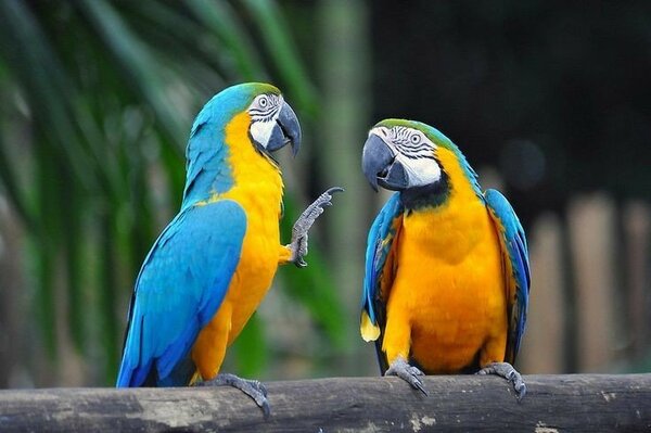 Blue- and- Gold Macaw