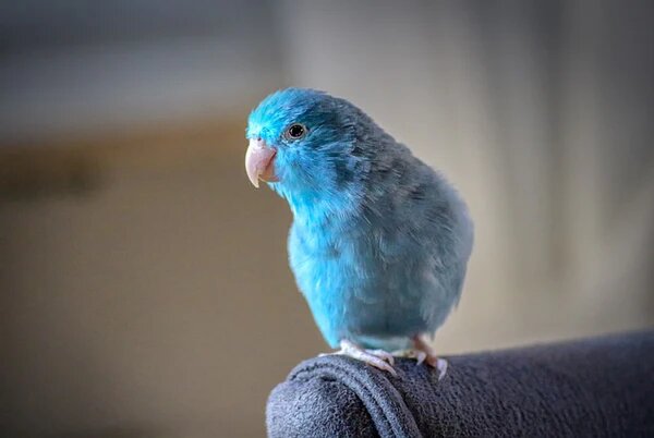 Parrotlet đột biến màu xanh