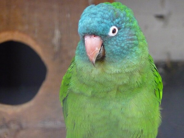 Blue-Crowned Conure