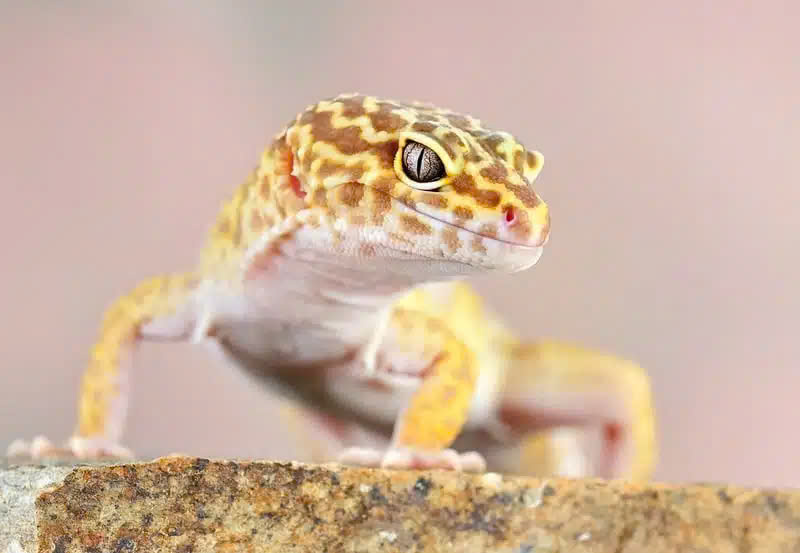 Nguồn gốc của thằn lằn da báo Leopard Gecko