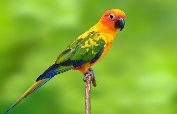 Vẹt Sun Conure